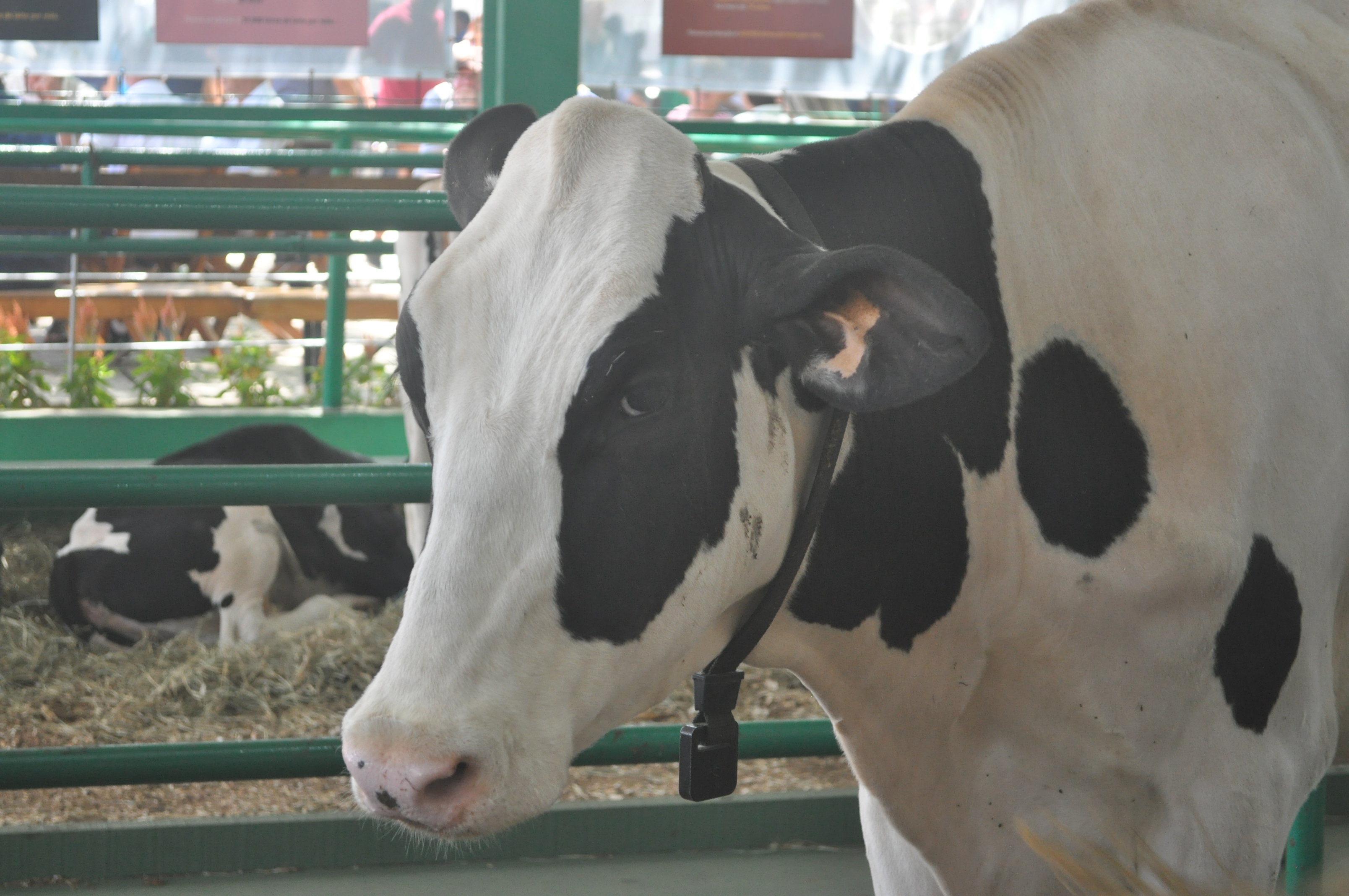 Vaca  monitorada com colar da Cowmed na Expodireto